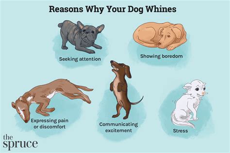 Why Do Dogs Whine In Their Sleep Understanding The Causes