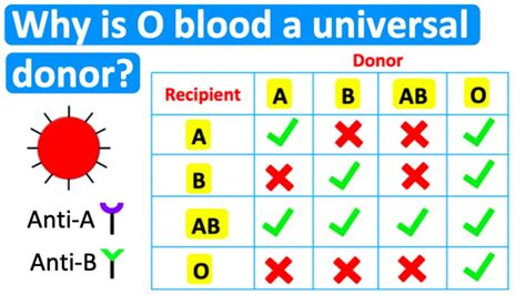 Why Is Type O Blood A Universal Donor Blood Type Explained