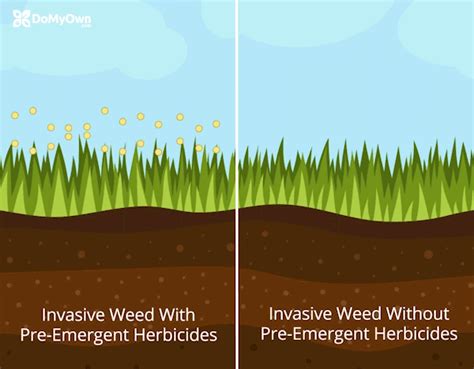 Why Use Spring Pre Emergents Diy Weed Control