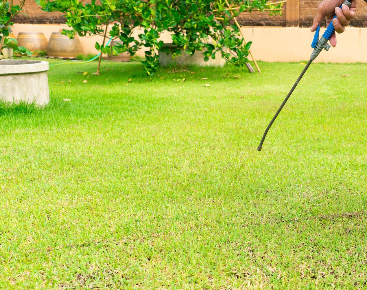 Why You Need Pre Emergent Weed Spray Service