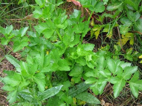 Wild Celery: Nature’s Secret Superfood