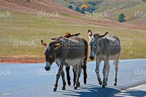 Wild Donkey Herd In Custer State Park In The Black Hills Of South