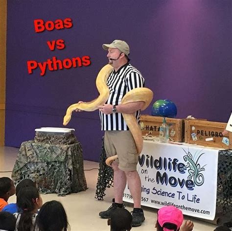 Wildlife On The Move Presents Boas Vs Pythons For Russell Memorial