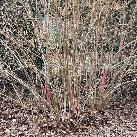 Winter Pruning Of Forsythia Hyannis Country Garden Winter Pruning Of Forsythia Hyannis Country Garden