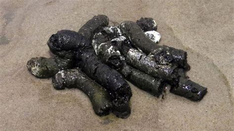 Wood Duck Scat Description-1