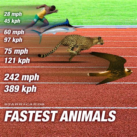 World S Fastest Animals Easily Outrace Usain Bolt In 100 Meter Dash