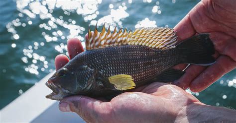 5 Wrasse Fish Facts