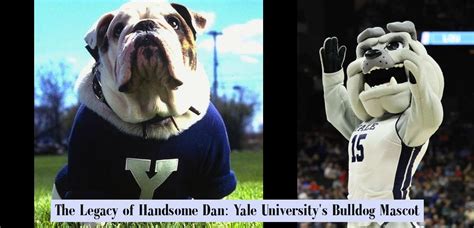 Yale University Mascot Handsome Dan