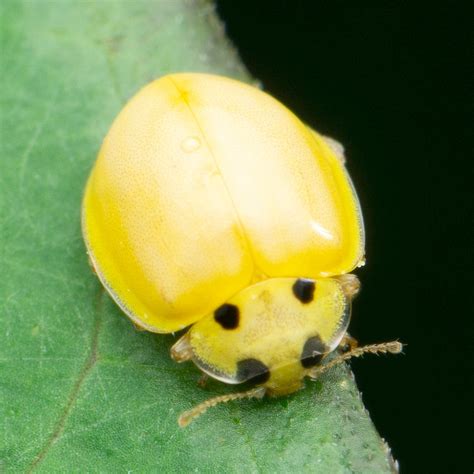 Discover the Fascinating World of Yellow Beetle Species and Their Habitats