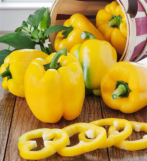 Yellow Bell Pepper 2 Pack Bonnie Plants