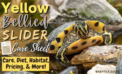 Yellow Bellied Slider Turtle Complete Guide To Care Diet Breeding