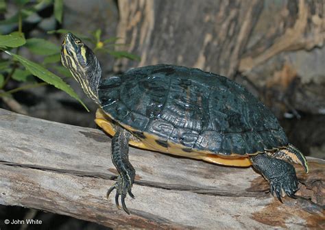Yellow Bellied Slider Care