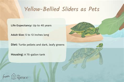 Yellow Bellied Sliders The Complete And Illustrative Guide On