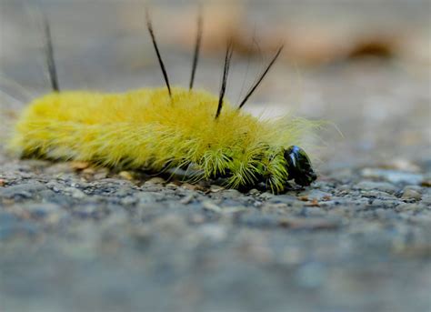 Yellow Fuzzy Caterpillar Poisonous