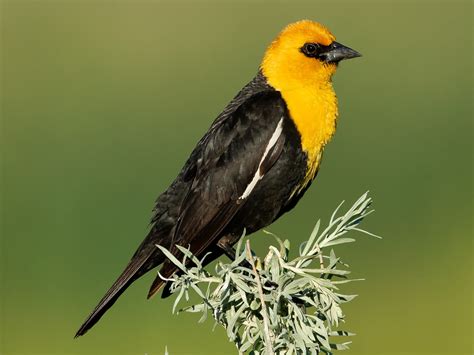 Yellow Headed Blackbird Ebird Yellow Headed Blackbird Ebird