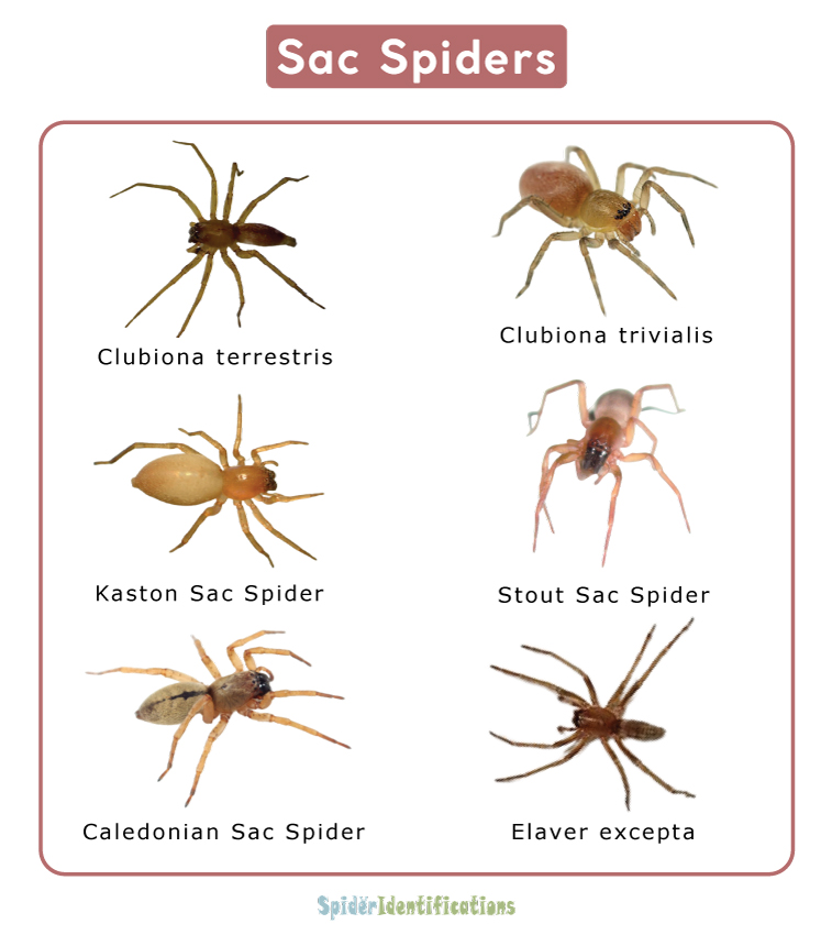 Yellow Sac Spiders 8 Facts Spider Pedia Yellow Sac Spiders 8 Facts Spider Pedia