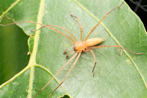Yellow Sac Spiders Plant Pest Diagnostics Yellow Sac Spiders Plant Pest Diagnostics