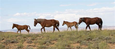 Your Guide To Visiting Wyoming S Wild Horses